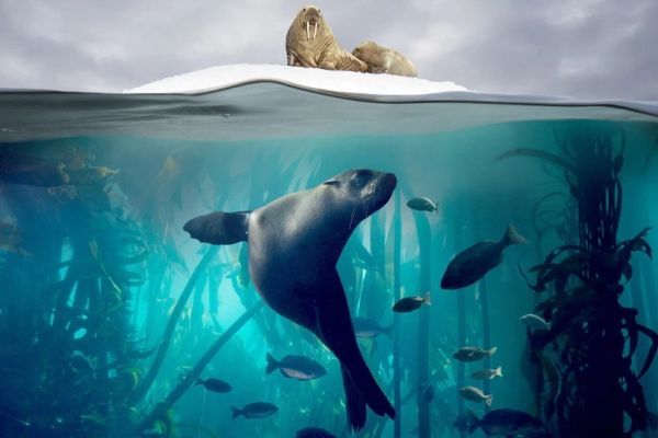 Фильмы BBC про океан